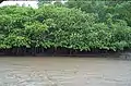 Mangrove of Tamarindo estuary.