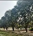 Mango Orchard Village Ghous Bux Bhurgri, Kot Ghulam Muhammad Bhurgri