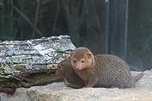 Brown mongoose