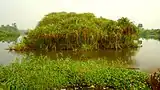 Bonaberi mangrove swamp
