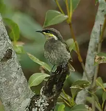 The lower reaches of the river are an important site for mangrove honeyeaters.
