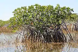 mangroves