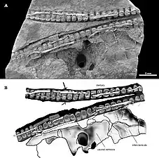 Mesosaurus tenuidens