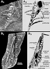 Mesosaurid skull