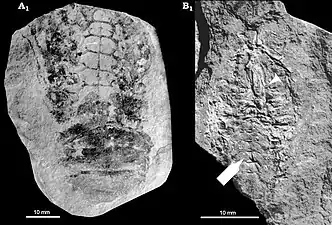 Pygocephalomorph fossils