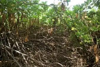 Scaevola thicket on Manra Island