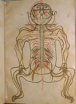 One of Mansur ibn Ilyas (Ak Koyunlu era) colored illustrations of human anatomy.
