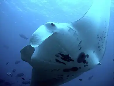 The manta, a filter feeder, is the largest ray at up to 7.6 m across, yet can breach clear of the water.