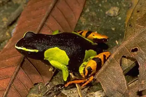 Mantella baroni