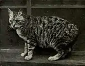 Manx Tabby, 1903, published in "The Book of the Cat" by Frances Simpson.