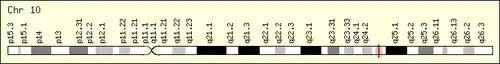 A map of human chromosome 10 with c10orf76 marked with the red line.