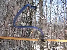 Image 13Sugar maple (Acer saccharum) tapped to collect sap for maple syrup (from Tree)