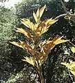 Subadult leaves