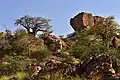 Baobab trees on Mapungubwe Hill