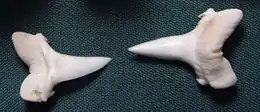 Two arrowhead-shaped shark teeth