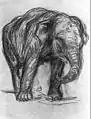 Franz Marc: Elephant (1907)