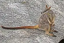 Brown wallaby