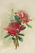 Margaret Lilian Flockton, Waratahs, 1895