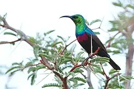 Adult male in thornveld, South Africa