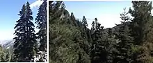 Moroccan fir forest within the Talassemtane National Park.