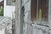 Marine iguanas may even enter the town of Puerto Ayora, like this individual demonstrating its climbing ability on a wall.