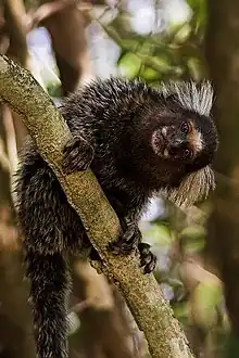 Black monkey on a branch