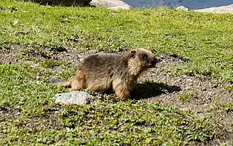 Long-tailed marmot (Marmota caudata), Kashmir