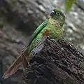 Maroon-bellied parakeet(Pyrrhura frontalis)