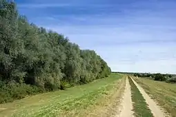 Maros river embankment near Makó