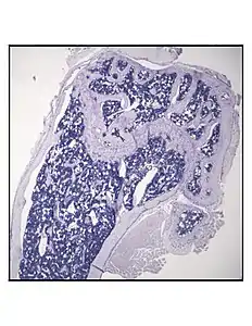 Representative distal femur histologic section of a 16-week-old healthy C57BL/6 mouse demonstrating a typical quantity of marrow adipocytes.