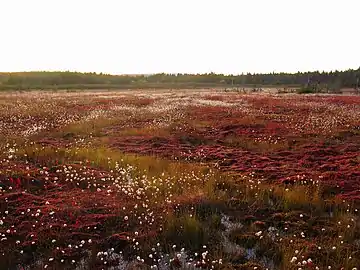 Wetlands at Dolly Sods