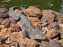 Crocodylus palustris basking