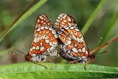 Mating