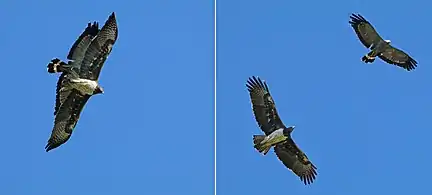 Adult soaring alongside a martial eagle (Polemaetus bellicosus), Zimbabwe