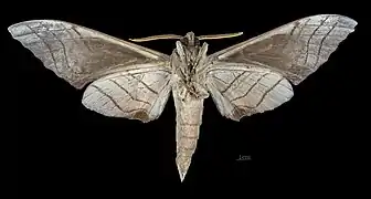 Male M. s. sumatranus, ventral view