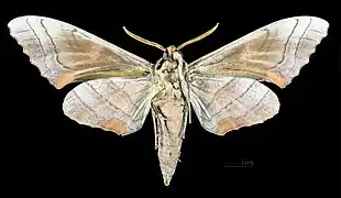 Male, ventral view