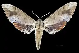 Female, dorsal view