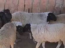 several black-faced white-woollen sheep with no horns