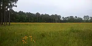 Marysee Prairie Preserve, County Road 2077, Liberty County, Texas, USA (22 May 2020).