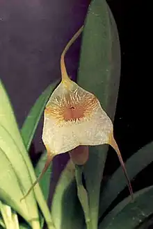 Masdevallia agaster