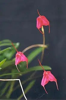 Masdevallia barlaeana