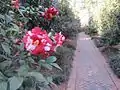 Brick pathway for viewing camellias