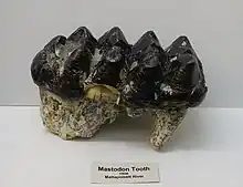 Tooth of Mammut americanum (Mammutidae)