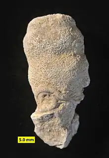 †Peronidella fossil (order †Stellispongiida) from the Jurassic of Israel