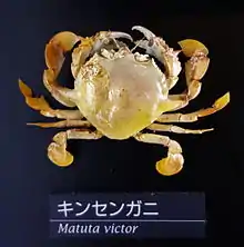 Matuta victor