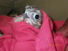 Mauritius Kestrel born in Kestrel Valley Mauritius, 2011