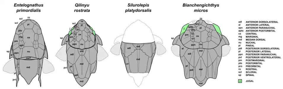 Diagram with other maxillate placoderms in dorsal view