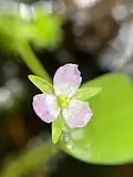 Mayaca fluviatilis flower