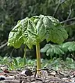 P. peltatum fruit