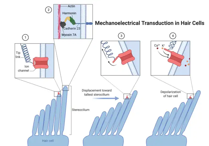 Mechanoelectrical transduction in hair cells